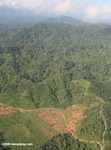 Oil palm plantations in Malaysian Borneo -- borneo_2847