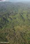 Oil palm plantations in Malaysian Borneo -- borneo_2849