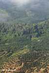 Oil palm plantations in Malaysian Borneo -- borneo_2859