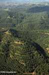 Oil palm plantations in Malaysian Borneo -- borneo_2865