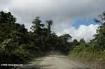 Logging road in Borneo -- borneo_2891
