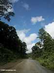 Logging road in Borneo -- borneo_2894
