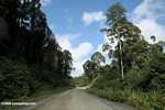 Logging road in Borneo -- borneo_2895
