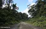 Logging road in Borneo -- borneo_2897