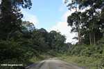 Logging road in Borneo -- borneo_2898