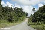 Logging road in Borneo -- borneo_2901