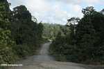 Logging road in Borneo -- borneo_2904