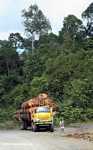 Logging truck carrying timber out of the Malaysian rainforest -- borneo_2932a