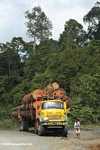 Logging truck carrying timber out of the Malaysian rainforest -- borneo_2934