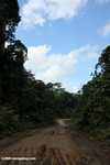 Logging road in Borneo -- borneo_2935