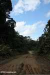 Logging road in Borneo -- borneo_2936