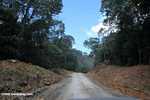 Logging road in Borneo -- borneo_2974