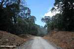 Jalan logging di Kalimantan