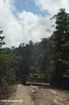 Bulldozer on a logging road -- borneo_3004