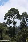 Borneo rainforest canopy tree -- borneo_3057