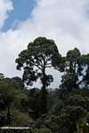 Borneo rainforest tajuk pohon