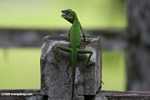 Agamid Lizard ( Bronchocela cristatella ) -- borneo_3059
