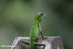 Agamid Lizard ( Bronchocela cristatella ) -- borneo_3067