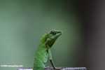 Agamid Lizard ( Bronchocela cristatella ) -- borneo_3074