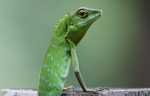 Green Crested Lizard ( Bronchocela cristatella ) -- borneo_3075