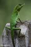 Agamid Lizard ( Bronchocela cristatella ) -- borneo_3085