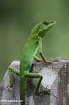 Green Crested Lizard ( Bronchocela cristatella ) -- borneo_3086
