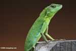 Agamid Lizard ( Bronchocela cristatella ) -- borneo_3091