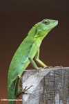 Agamid Lizard ( Bronchocela cristatella ) -- borneo_3093