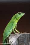 Agamid Lizard ( Bronchocela cristatella ) -- borneo_3094