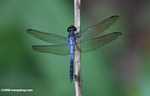 Blue dragonfly -- borneo_3095