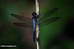 Blue dragonfly -- borneo_3099