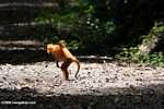 Red Leaf-monkey (Presbytis rubicunda) -- borneo_3114