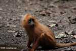 Red Leaf-monkey (Presbytis rubicunda) -- borneo_3142