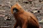 Red Leaf-monkey (Presbytis rubicunda) -- borneo_3155