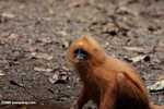 Red Leaf-monkey (Presbytis rubicunda) -- borneo_3156