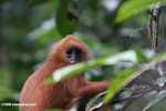 Red Leaf-monkey (Presbytis rubicunda) -- borneo_3169