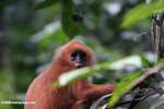 Red Leaf-monkey (Presbytis rubicunda) -- borneo_3170