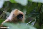 Red Leaf-monkey (Presbytis rubicunda) -- borneo_3176