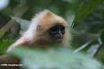 Red Leaf-monkey (Presbytis rubicunda) -- borneo_3177