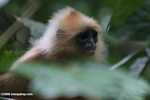 Red Leaf-monkey (Presbytis rubicunda) -- borneo_3178
