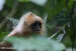 Red Leaf-monkey (Presbytis rubicunda) -- borneo_3180