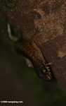 Forest lizard -- borneo_3301