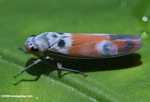 Elongated blue and orange insect -- borneo_3360