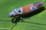 Elongated blue and orange insect