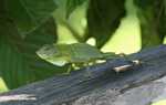 Green Crested Lizard ( Bronchocela cristatella ) -- borneo_3416
