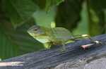 Green Crested Lizard ( Bronchocela cristatella ) -- borneo_3417