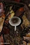 Brown and white mushroom