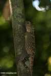 Crested forest dragon, Gonocephalus liogaster