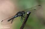 Blue-gray dragonfly -- borneo_3461