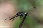 Blue-gray dragonfly -- borneo_3462